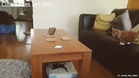 will make you LAUGH YOUR HEAD OFF Funny CAT compilation