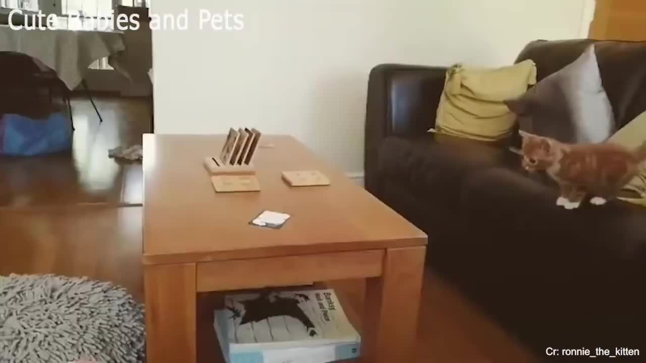 will make you LAUGH YOUR HEAD OFF Funny CAT compilation