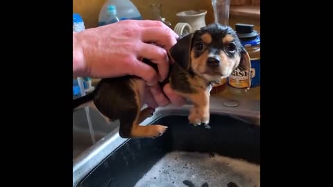 Cute and Funny Cat Dog