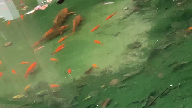 Mother fish takes baby fish to find food