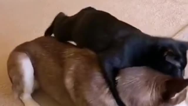 Funny Animal Videos Cats do that when their trying to mate. 😂