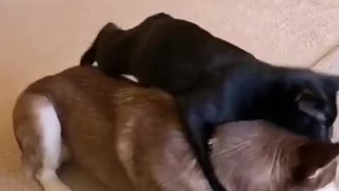 Funny Animal Videos Cats do that when their trying to mate. 😂
