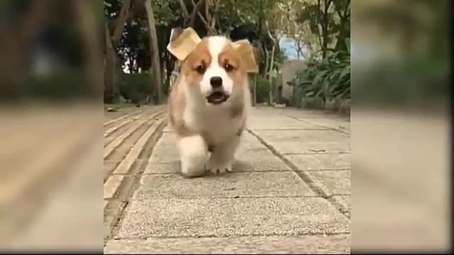 Best funny cute dog