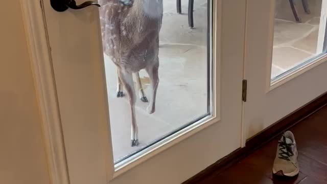 Hungry deer demands food by the owner