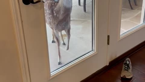 Hungry deer demands food by the owner