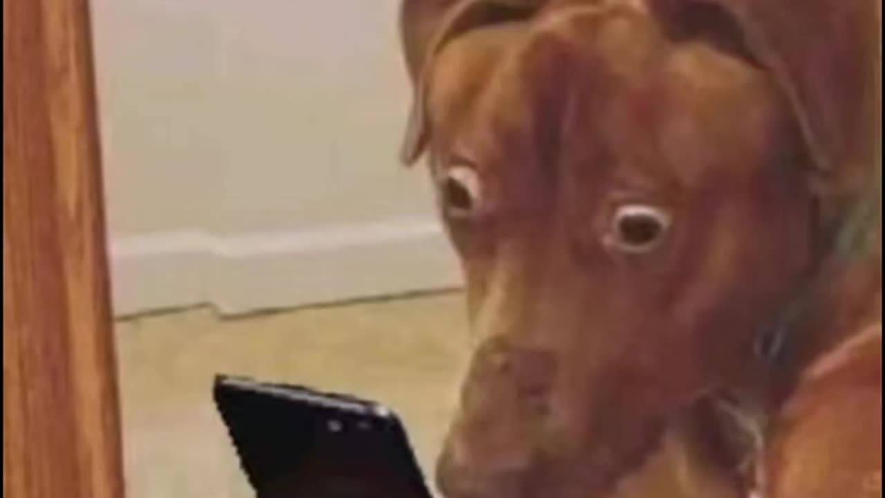 #meme #memeimages #funny #funnyshorts #dog #funnydog #memedog #humor #humordog