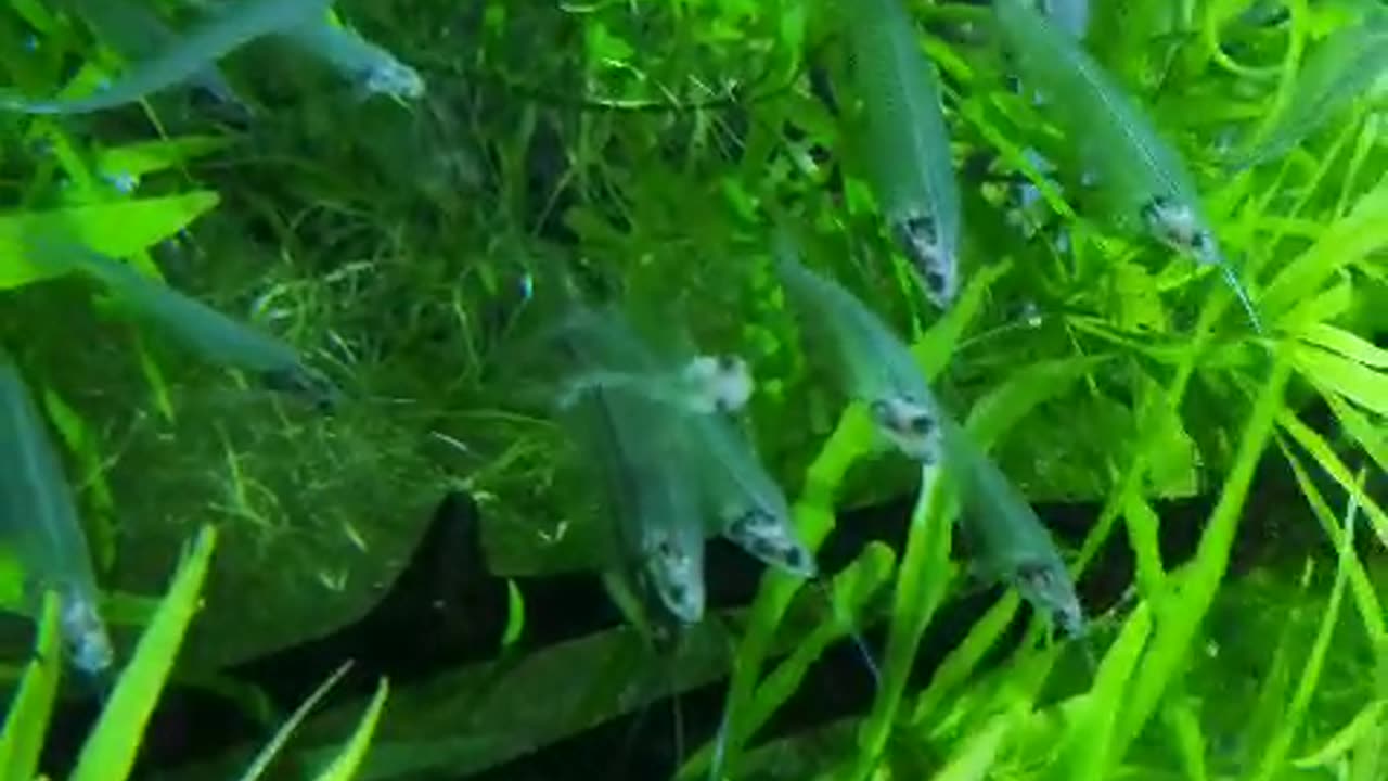 Fish