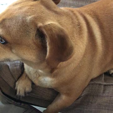 Dog has heart to heart with mom about foster brother.