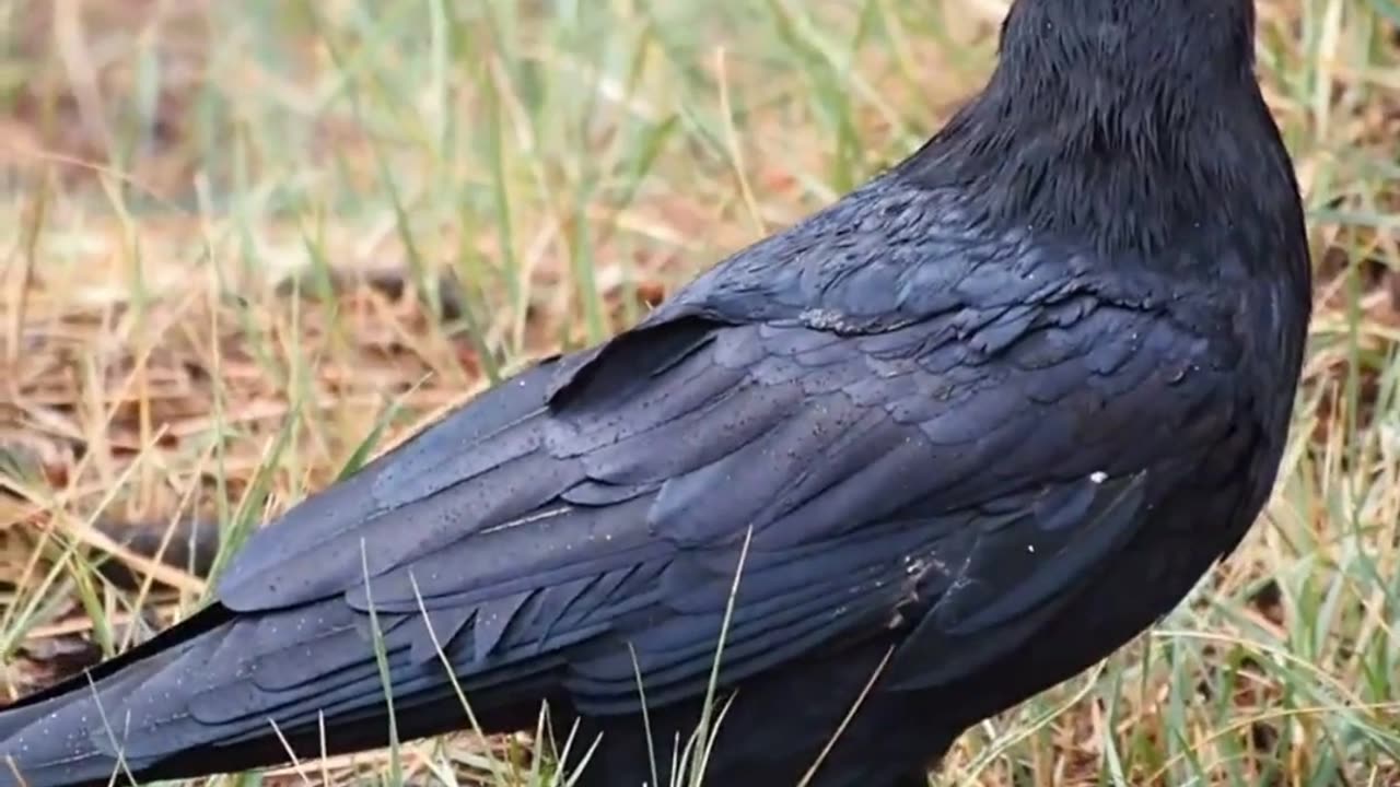 Amazing things about the crows!