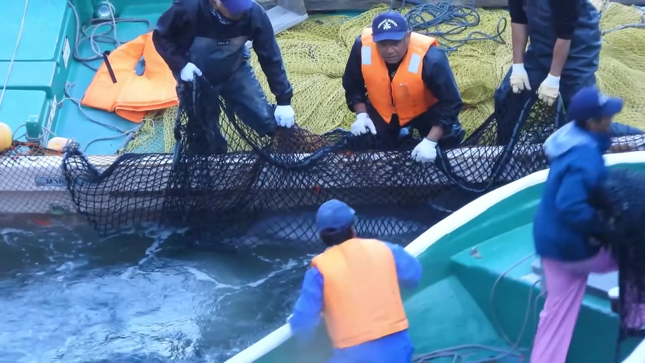 Taiji Japan - About 50 Bottlenose Dolphins Driven Into The Cove