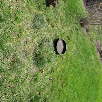 Making Friends with Wild Ducks :)