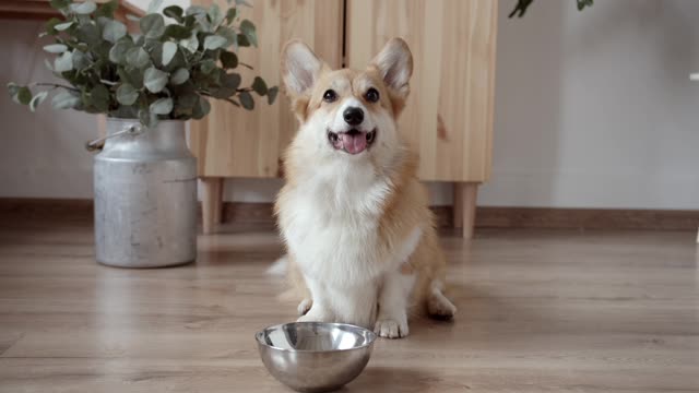Cute Dog Sitting on the Floor