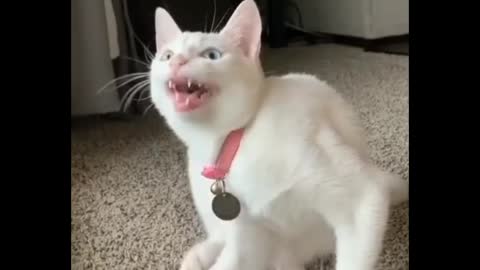 Cat singing very funny viral video