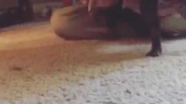 Black dog stuck in paper dog