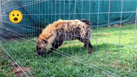 Hyena laughing while feeding, amazing!