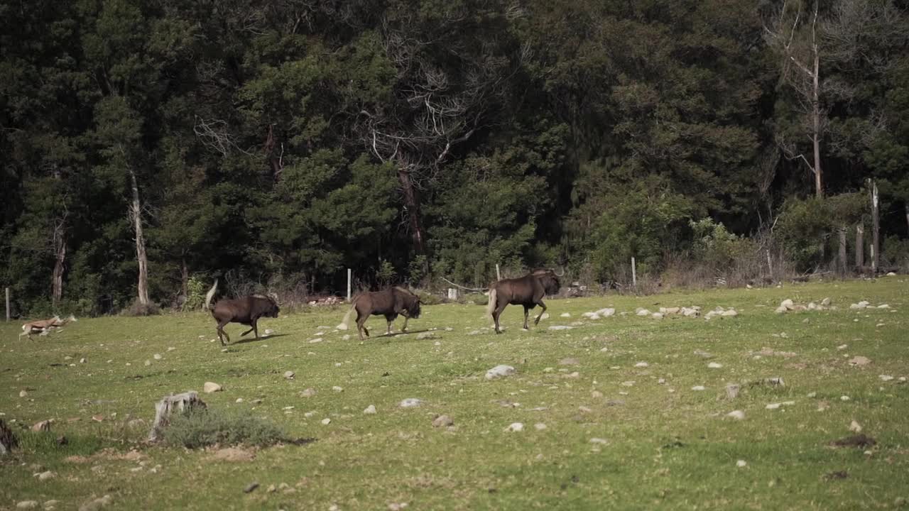 Some Wild Animals Running
