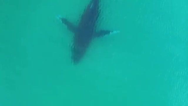 Amazing whale swimming in the sea