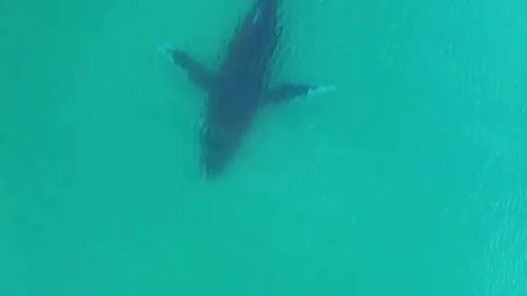 Amazing whale swimming in the sea