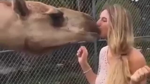 Sweet Girl Kisses To Camel! Adorable Moments