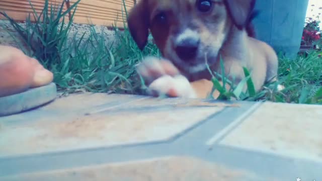 cuest little princess dog