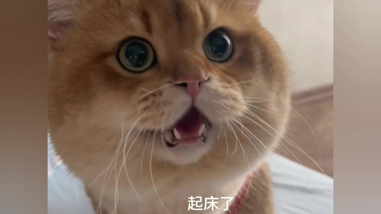 FUNNY CAt Non stop