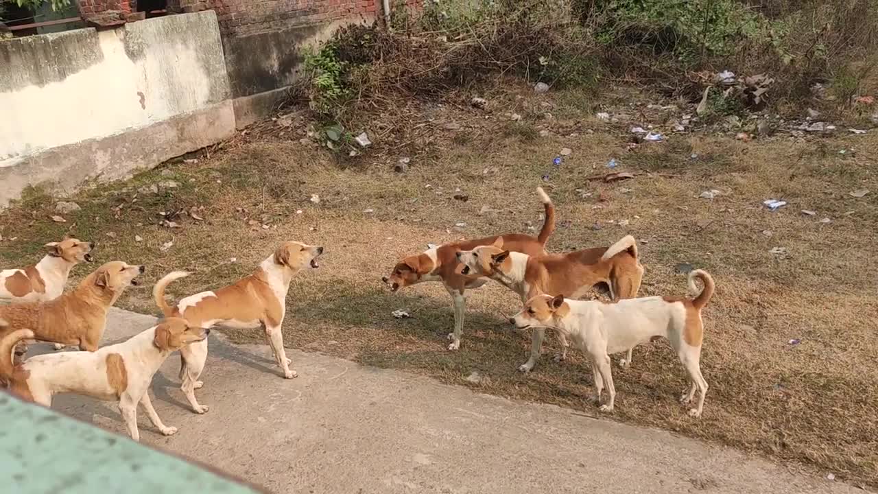 Dog fight