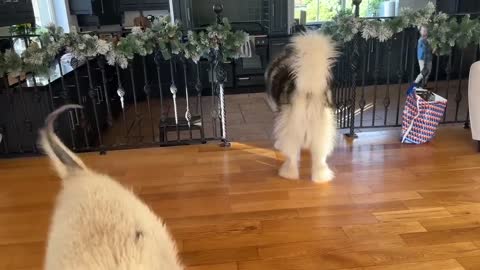 Adorable Little Girl And Husky Play Together! Phil Want's All The Attention Though!!