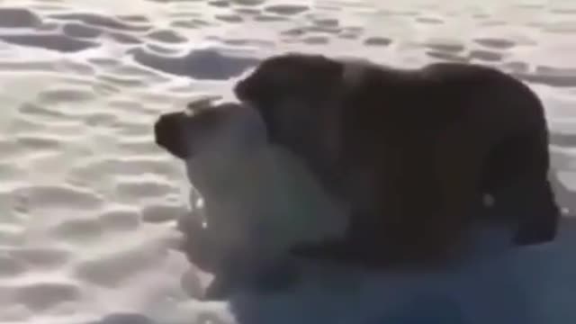 Big dog vs tiger. Playing Friends