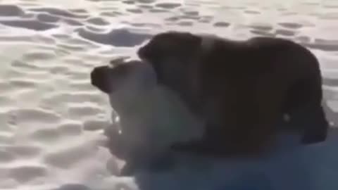 Big dog vs tiger. Playing Friends