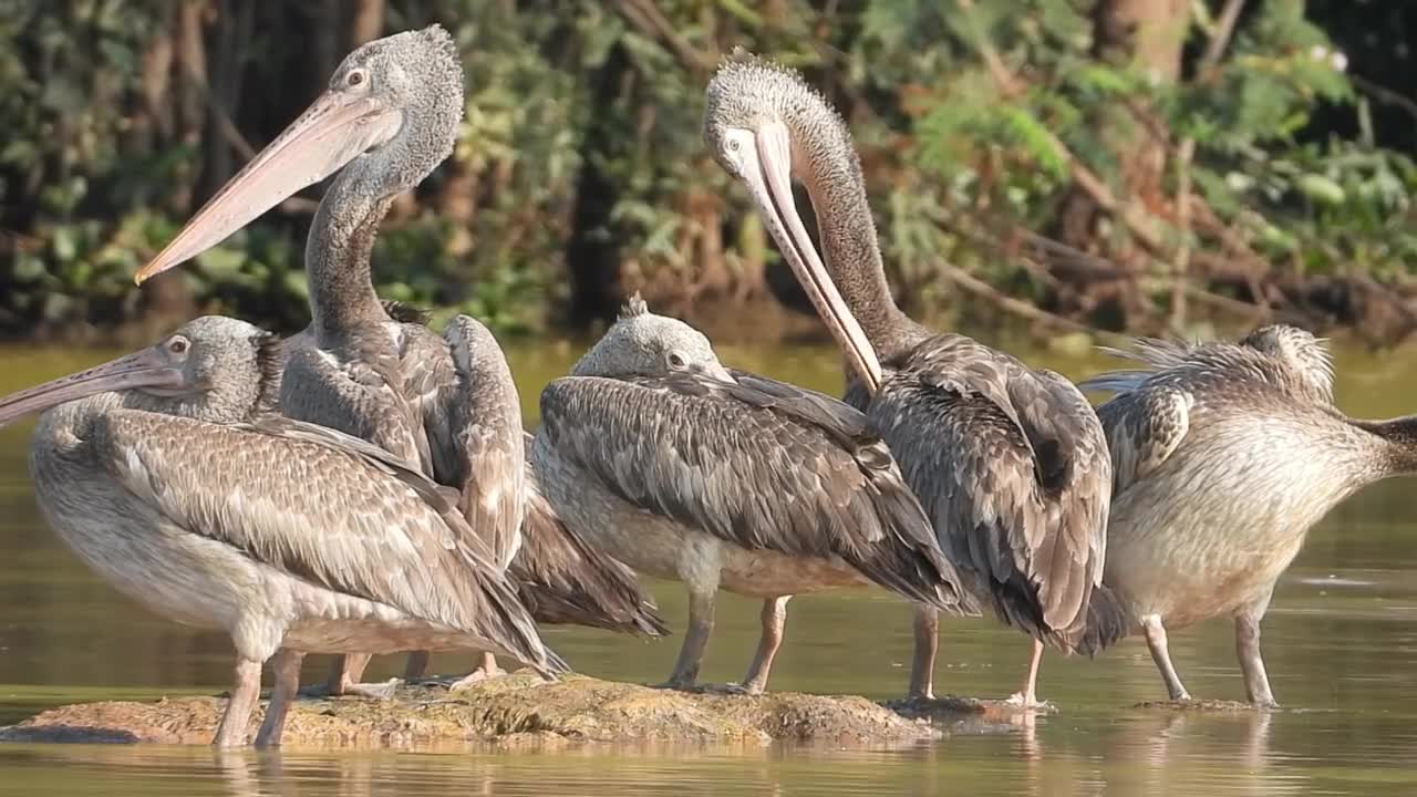 Tropical Birds