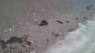 Filming the seaweed on the shore, are green some red [Nature & Animals]