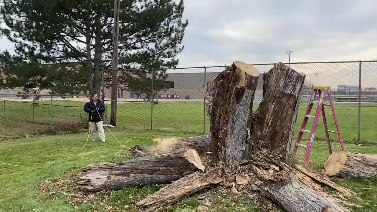 200 hundred years old tree