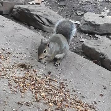 Wild squirrel interacts with woman