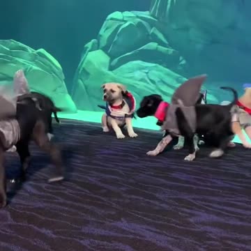 Puppies at the Georgia Aquarium