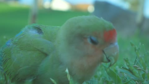 Have you ever seen a parrot eating weed? Look this