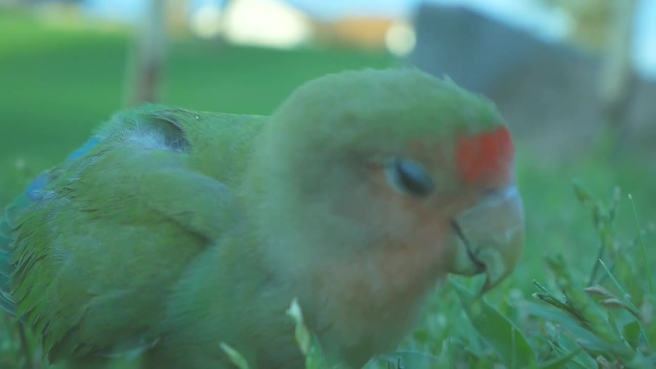 Have you ever seen a parrot eating weed? Look this