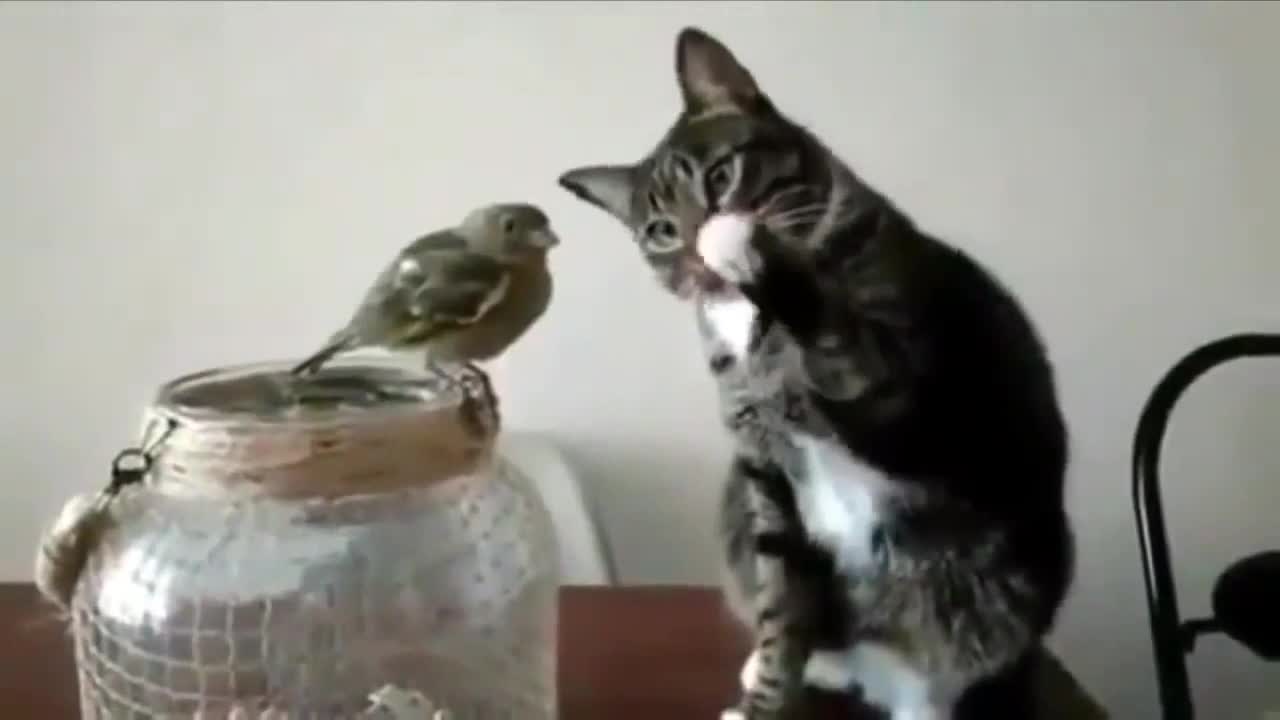 Cat and bird first touches