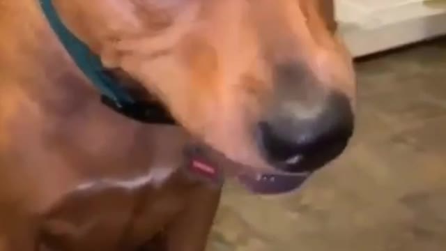 Funny Dog Vedio