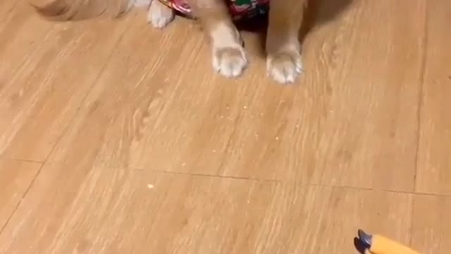 a super cute and funny dog