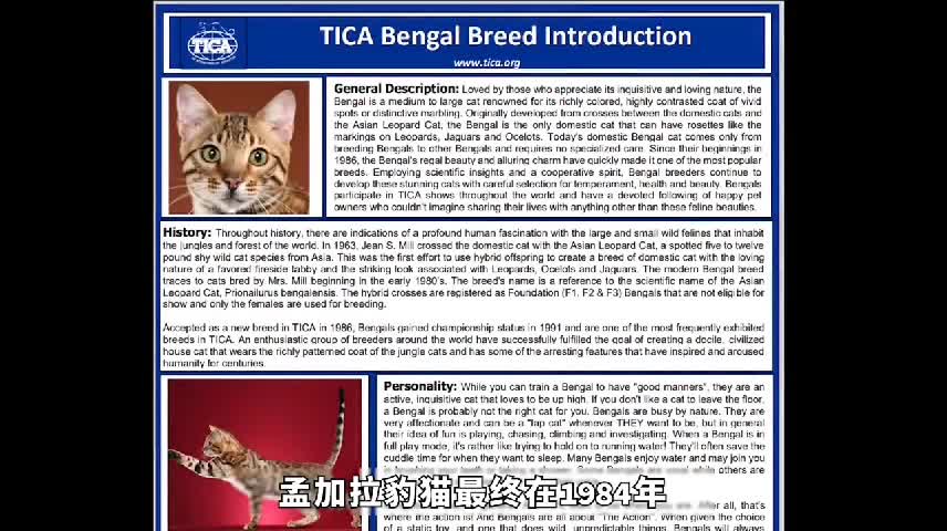 Noble and wild! [Bengal Leopard Cat] super detailed description Episode 8