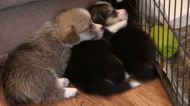 Cute three Puppy Playing at home !