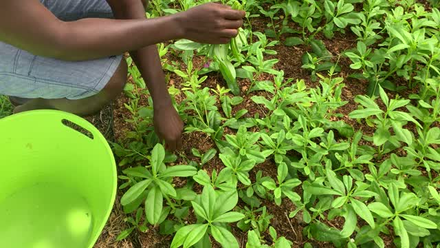 Organic Waterleaf (Tanlinum triangulate)