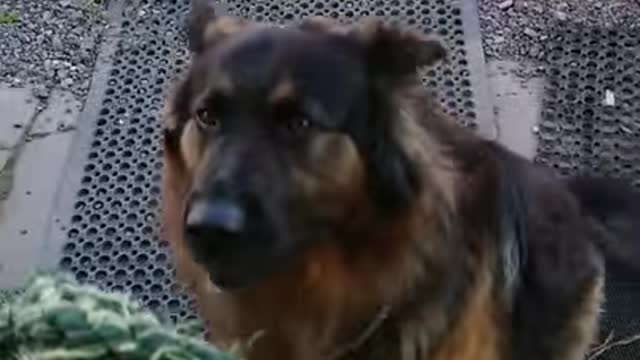 Trying to walk a German Shepherd, lots of barking