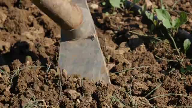 Faceless Farmer Digging the Ground