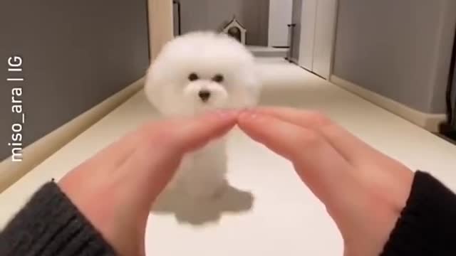 Cute doggy