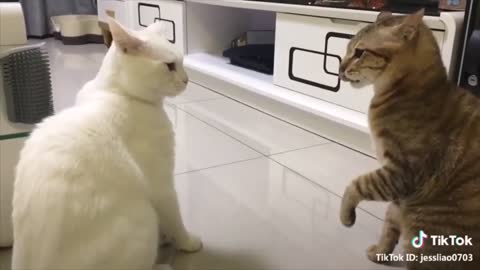 Cats talking !! these cats can speak english better than hooman.Part=1