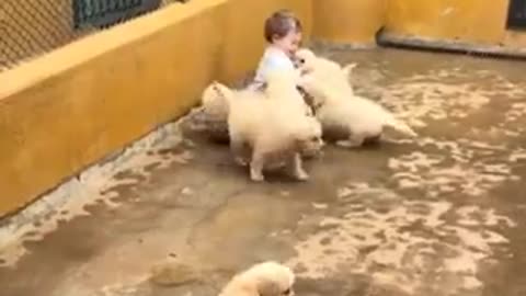 the boy and the puppies are playing