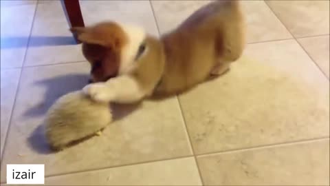 Baby Corgi saw a hedgehog for the first time