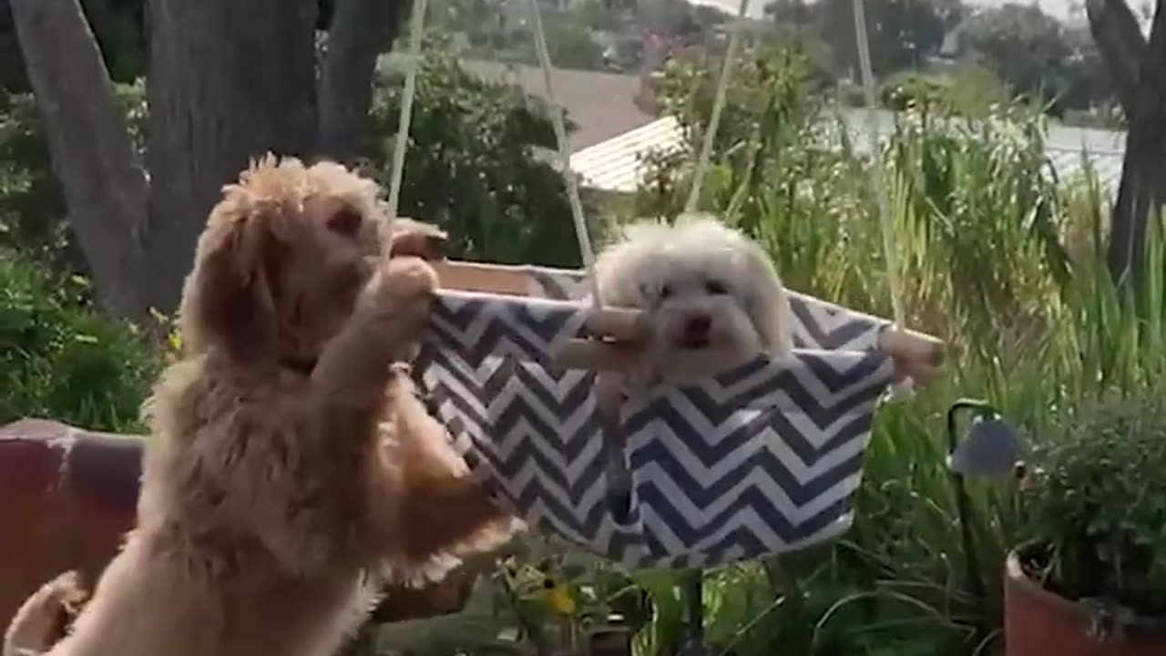 Dog Pushes Sibling on Swing