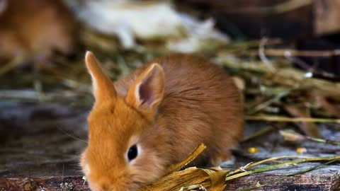 Red little rabbit playing around